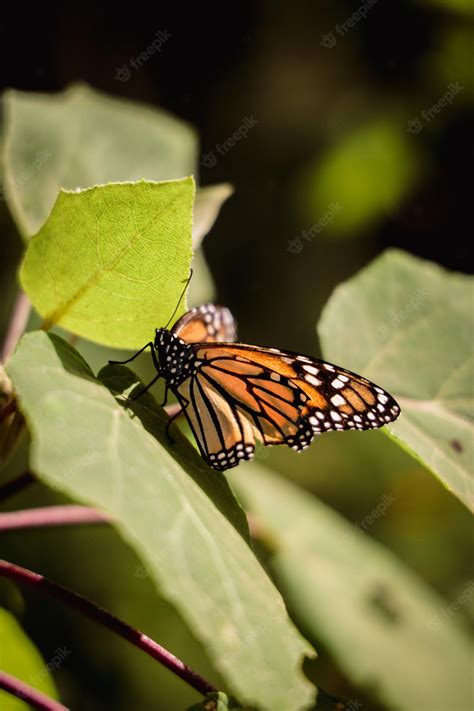 Premium Photo | Orange monarch butterfly