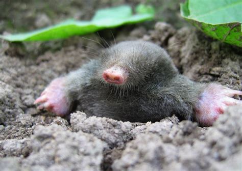 Gallery of Pictures of Mole animals on Animal Picture Society | Animais ...