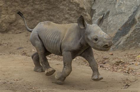 This Critically Endangered Baby Rhino Is An Adorable Addition To A ...