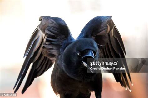 254 Angry Crow Stock Photos, High-Res Pictures, and Images - Getty Images