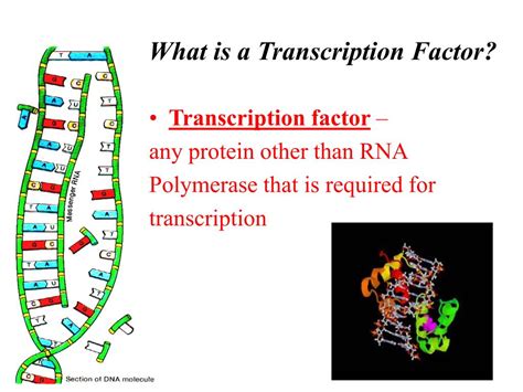 PPT - MYB Family Transcription Factors PowerPoint Presentation, free ...