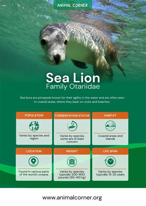 Sea Lion - Facts, Diet & Habitat Information