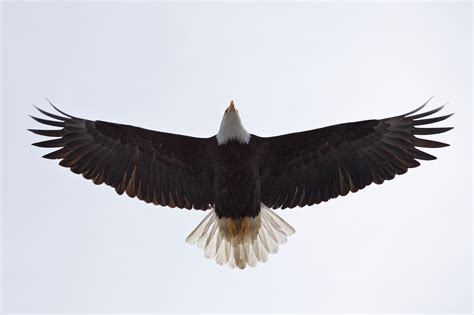 Bald Eagle Flying Over - Duncan.co