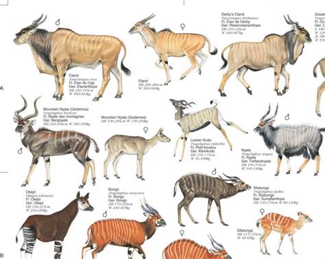 Ungulates of Africa - Poster: The Grazers and Browsers | NHBS Field ...