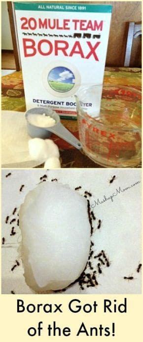 Yes -- Borax got rid of the ants! An easy homemade recipe for using ...