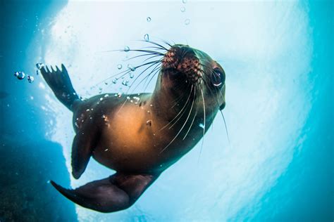 Playful Sea Lion Underwater