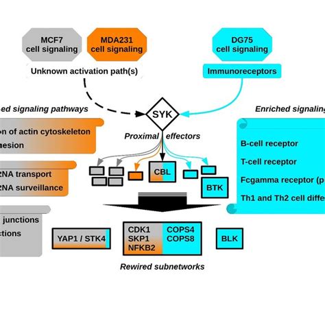 The B-cell receptor signaling pathway is enriched in SYK targets in the ...