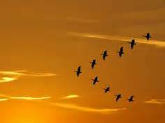 14 Birds in V formation ideas | birds, birds flying, bird migration