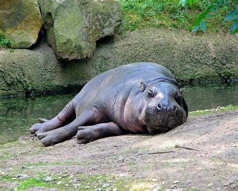 Pygmy Hippo - Facts, Diet, Habitat & Pictures on Animalia.bio