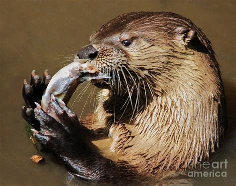 River Otter Eating A Fish Photograph by Paulette Thomas - Fine Art America