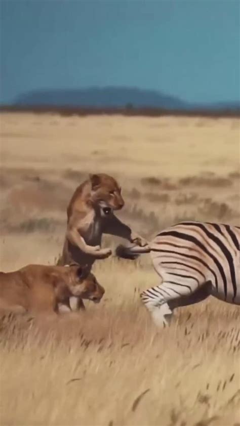 Lion Attack on zebra - One News Page VIDEO