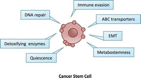 | Tumor angiogenesis and metastatic process. Cancer cells secrete ...