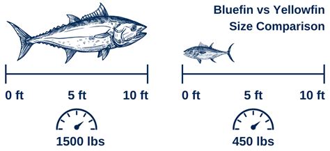 Bluefin Tuna vs Yellowfin Tuna