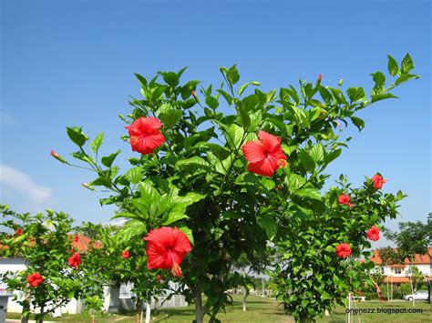 Onenezz: Hibiscus Rosa-Sinensis