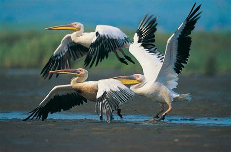 Pelican | Taxonomy, Habitat, Description, & Facts | Britannica