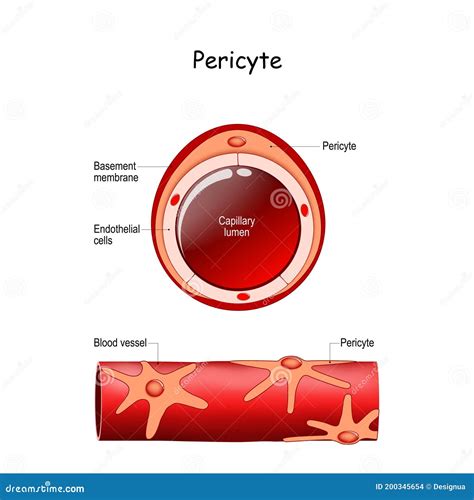 Pericyte Anatomy. Structure of Blood Vessel Stock Vector - Illustration ...