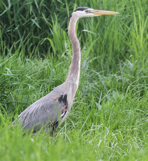 Graham's Birding Blog: Sites near Magee Marsh 15 - 19 May 2011