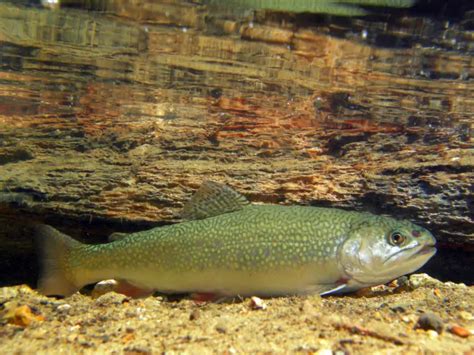 Brook Trout Vs Brown Trout: 5 Important Differences - AquariumPub