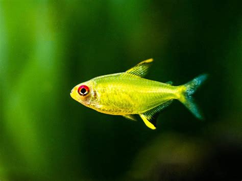 Lemon Tetra Care: Tank Size, Food, School & Breeding - Fish Laboratory