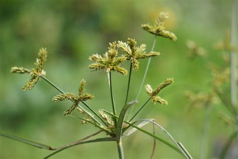 All About Nutsedge - Minneopa Orchards