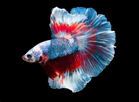 Full-moon blue and red betta fish, fish, colorful, animals HD wallpaper ...