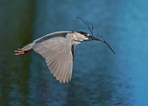 Black Crowned Night Heron with nesting material | Backcountry Gallery ...