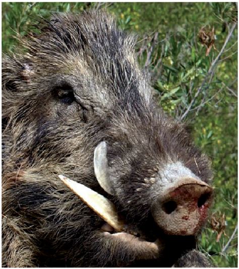 Wild Boar Attack