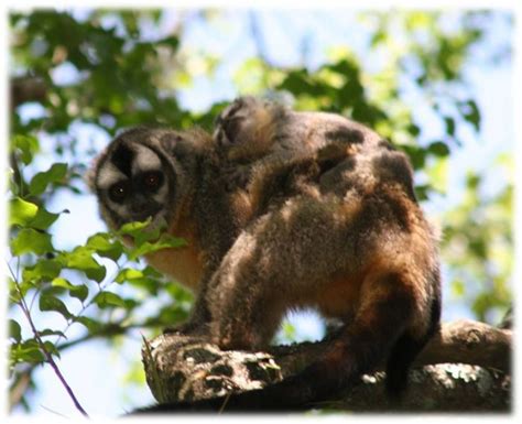 Thanks, Dad: Owl Monkeys Are Caring Fathers, Too | Live Science