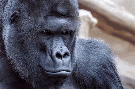 Gorilla Angry Gorilla GIF - Gorilla Angry Gorilla Kızgın Goril ...