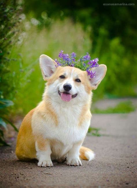 corgi wearing flower crown | Corgi dog, Cute corgi puppy, Corgi