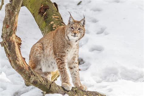 Koen Frantzen | Nature Photography - Euraziatische lynx / Eurasian lynx ...