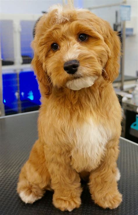 Best 25+ Cockapoo grooming ideas on Pinterest | Cockapoo haircut ...