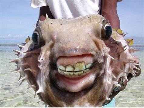 A Nonchalant Compilation of 36 Remarkable Pics | Weird sea creatures ...