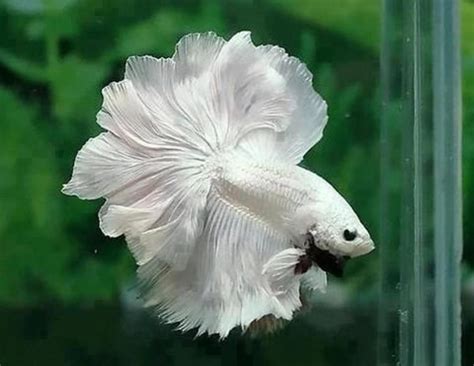 Betta Fish Tank Setup Tips | PetHelpful