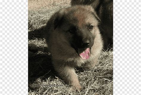 Kunming wolfdog Norwegian Elkhound King Shepherd Rare breed (dog) Dog ...