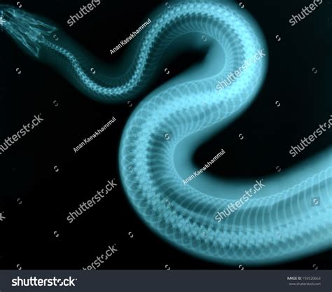 X Ray Picture Wild Animal Skeleton Stock Photo 193520663 | Shutterstock