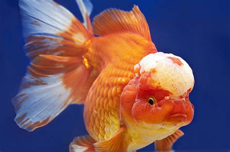 Lionhead Goldfish. Some Interesting Information On Subject