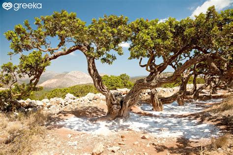 Mastic Trees of Chios island | Greeka