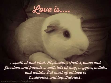 1000+ images about Guinea Pig Quotes on Pinterest