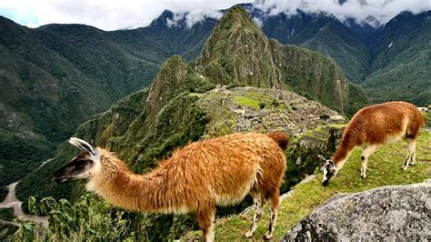 The Amazon Wildlife in Peru | Blog Cusco Peru Travel