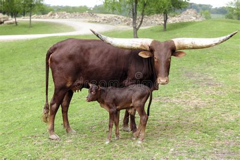 Watusi Cow Her Calf Stock Photos - Free & Royalty-Free Stock Photos ...