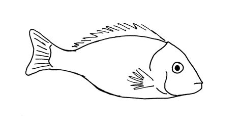 Line drawing of a fish | Fish sketch, Fish drawings, Fish illustration