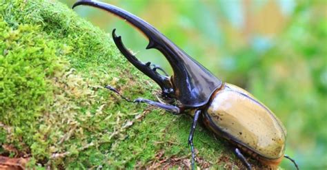 Hercules Beetle vs. Rhinoceros Beetle: How Are They Different?