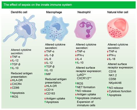 Innate Immune System