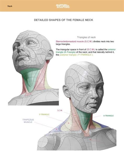 Neck Anatomy Sketch