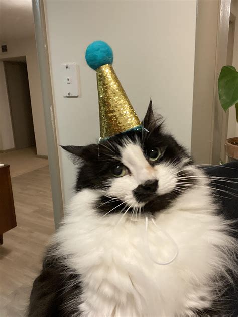 Party Hat Cat Birthday Meme - img-foxglove