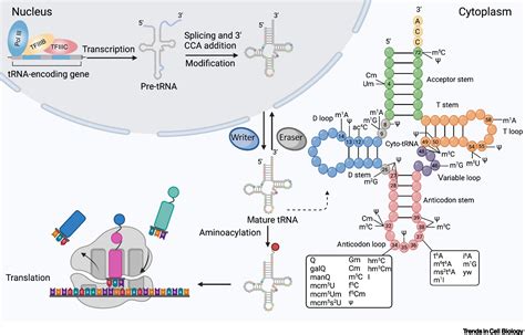 Trna Tac