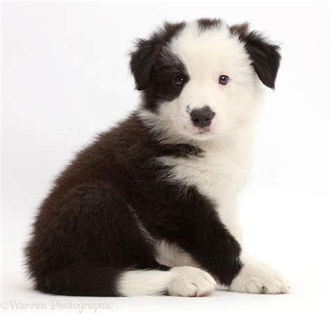 Dog: Black-and-white Border Collie puppy sitting photo WP43307