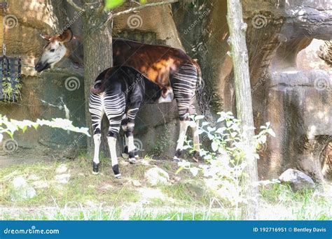 Mother feeding baby okapi stock image. Image of nursing - 192716951