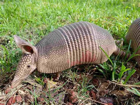 5 Ways to Get Rid of Armadillos in Your Yard